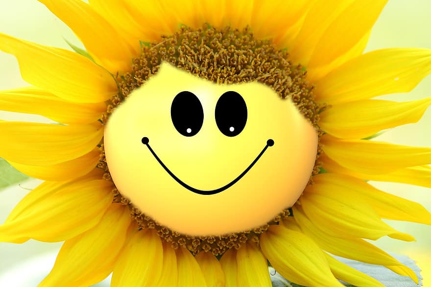 auringonkukka, kukka, Smiley, hymy, muotoilu, keltainen, kukinta, kasvi, siemenet, luonto, luonnollinen