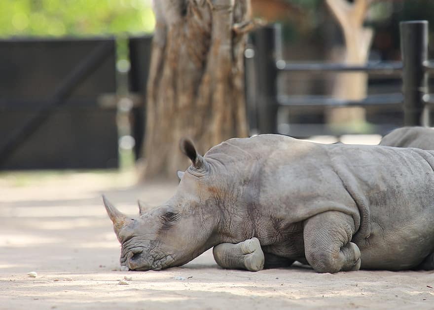 rinoceronte, zoo, animal