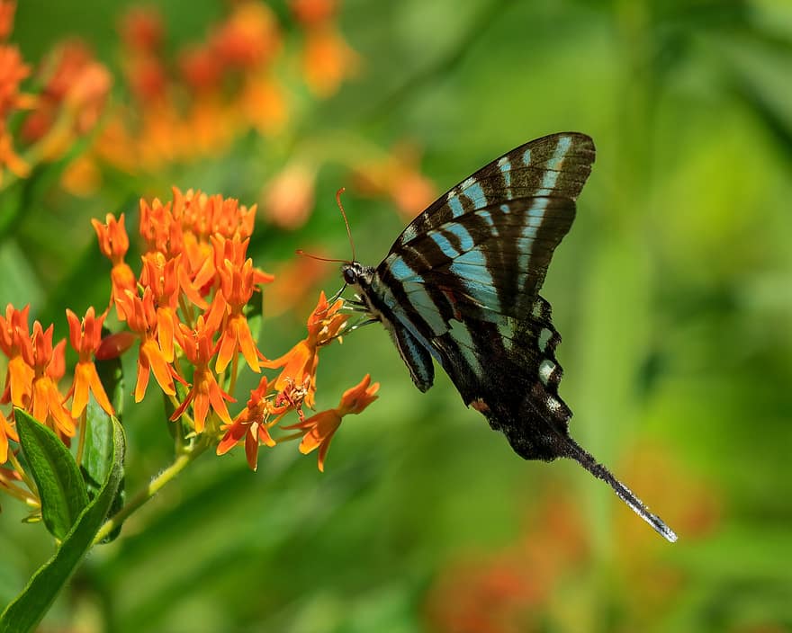 бабочка, насекомое, цветок, Зебра Махаон, раздвоенный хвост, чешуекрылые, живая природа, полевой цветок, природа, цвести, крылья