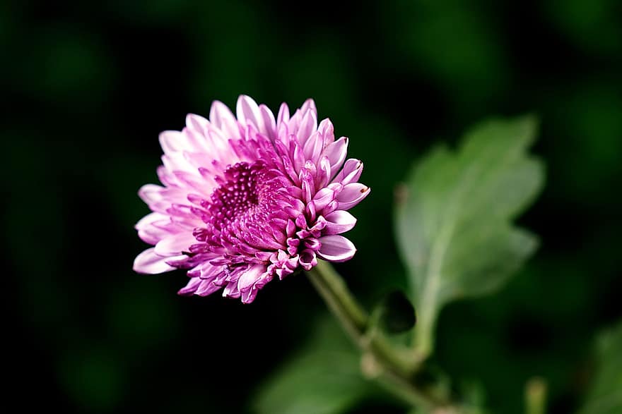Chrysanthemum, Pink Flower, Garden, Flora, Nature, Flower, close-up, plant, summer, petal, leaf