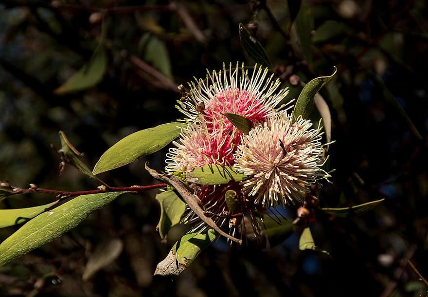 szpilka poduszka hakea, hakea laurina, kwiat, australijski, ojczysty, pixabay, kulisty, różowy, biały