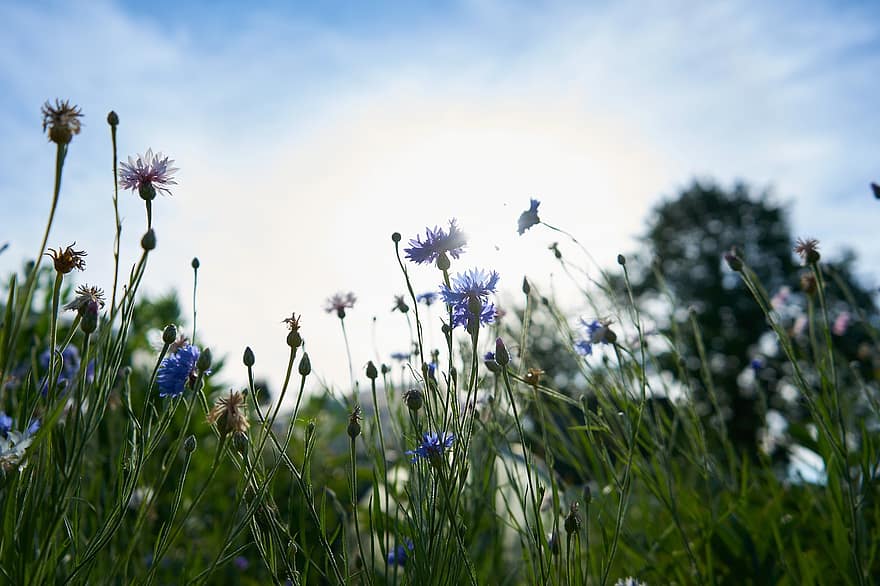 những bông hoa, hoa ngô, đồng cỏ, mùa hè, bông hoa, cây, cỏ, mùa xuân, màu xanh da trời, màu xanh lục, cận cảnh