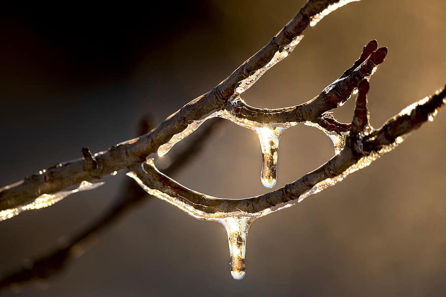 Ice, Icicle, Droplets, Liquid, Refractive, Shine, Spring, Nature, close-up, branch, tree