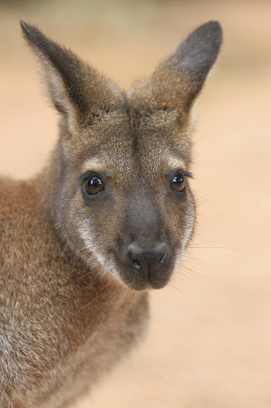 kangoeroe, Marsupilale, dier, Australië, zoogdier, Australisch, portret, snuit, kijken