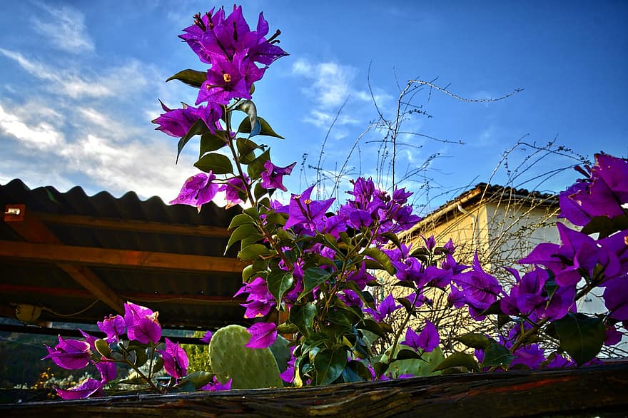 ブーゲンビリア、フラワーズ、庭園、紫色の花、花びら、紫色の花びら、咲く、花、フローラ、植物、自然