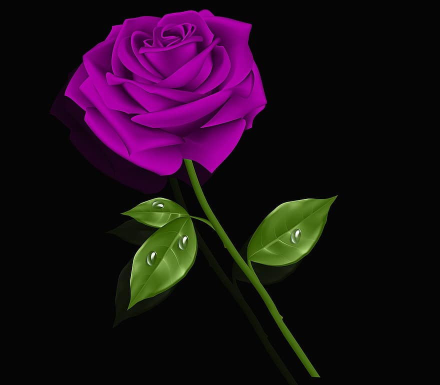 flor, folha, plantar, natureza, pétala, rosa, violeta rosa, solta, fundo preto, romântico