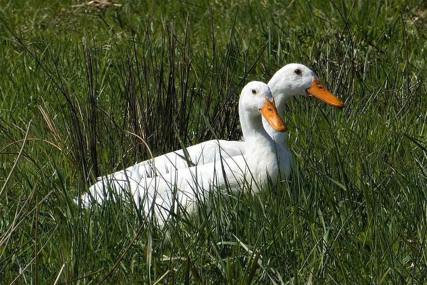 The White Of The Ducks, hvit and, polder, landskap, and, vannfugler, dyr verden, fjærdrakt, fjærfe, fugl
