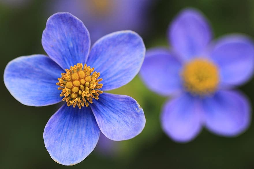 blå blomst, blomst, blå, petals, blåblader, blomstre, natur, flora, pollen, nektar, nærbilde