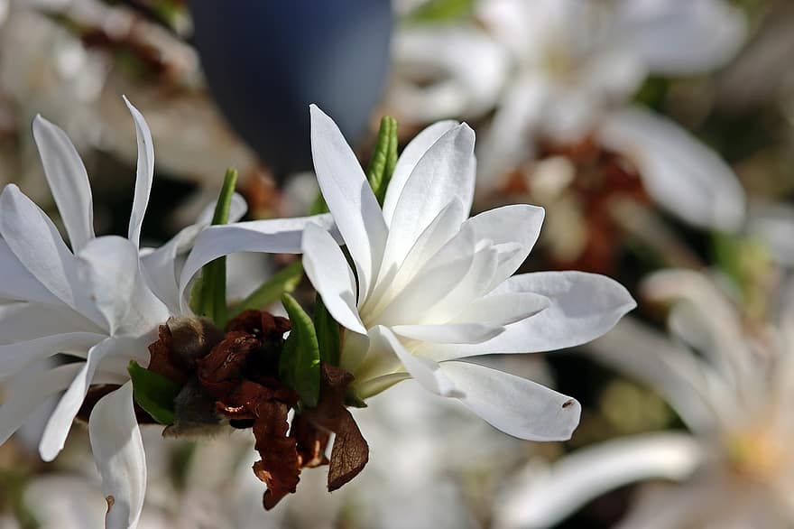 stella magnolia, magnolia, fiori bianchi, fiori, fiorire, fioritura, natura, primavera, giardino, avvicinamento, fiore