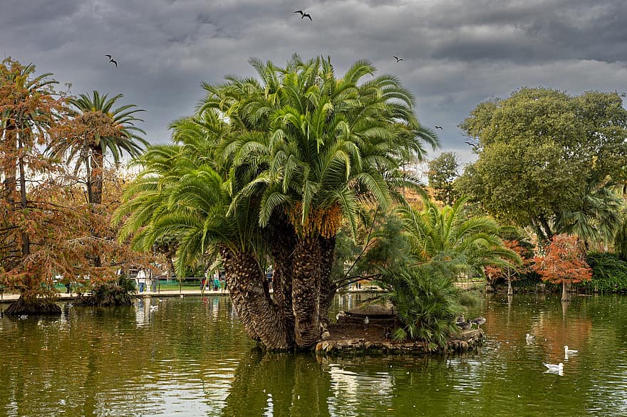 Pond, Palm Tree, Nature, Water Park, Lake, Trees, tree, water, landscape, summer, leaf