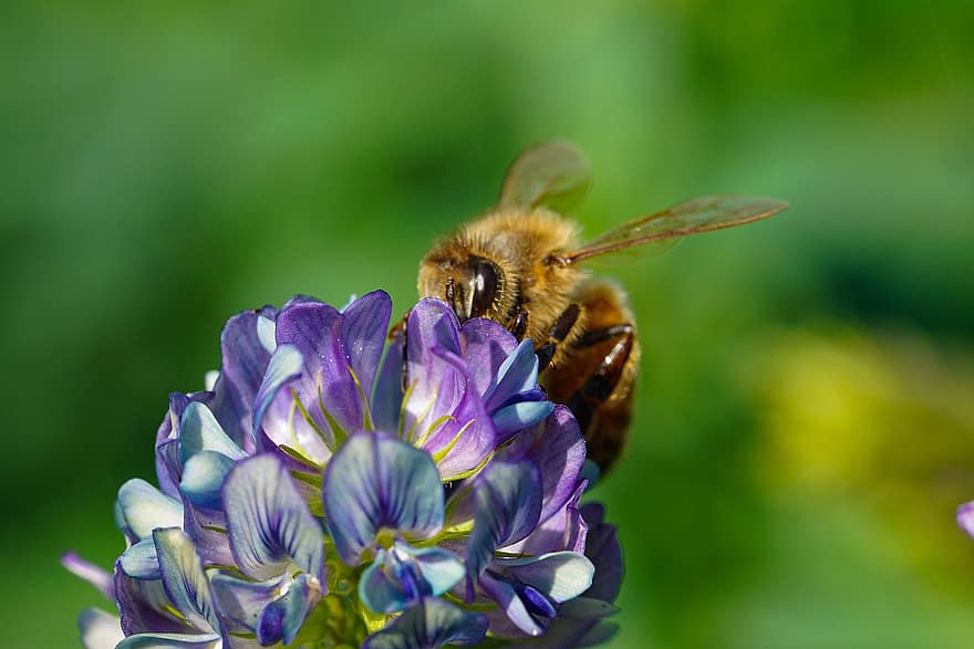 flors blaves, abella, polinització, flors, insecte, flors silvestres, República de Corea, planta, macro, primer pla, jardí