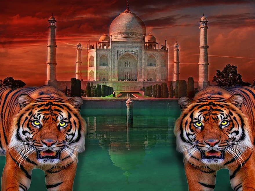 タージマハル、虎、インド、大きな猫、カラフル、キングタイガー