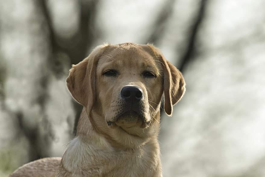 Labrador retriever, perro, cabeza, hocico, Labrador, mascota, animal, Perro domestico, canino, mamífero, linda