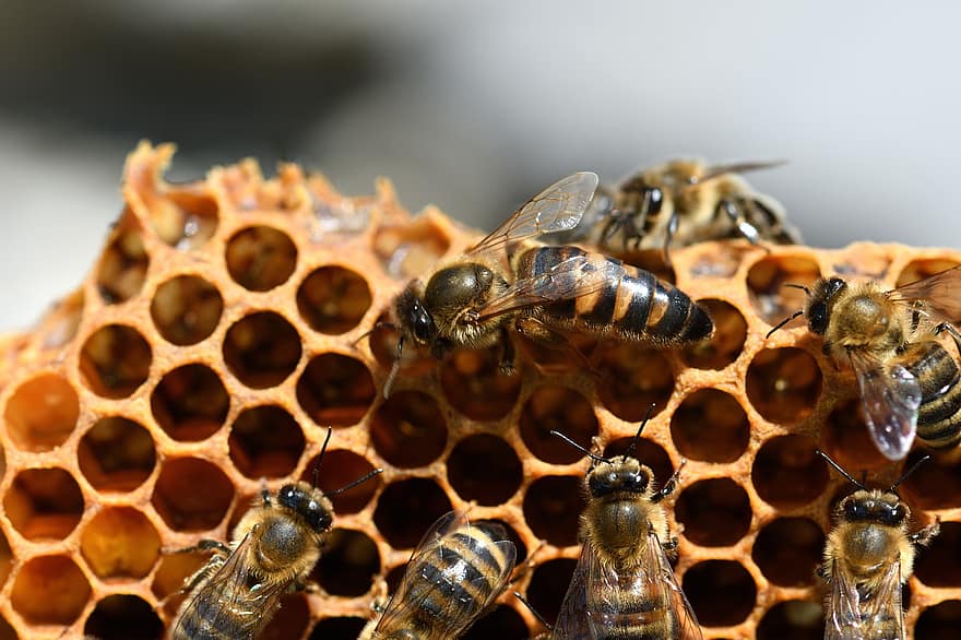 пчела, насекомое, мед, пчеловод, пчеловодство, природа, Carnica, матка