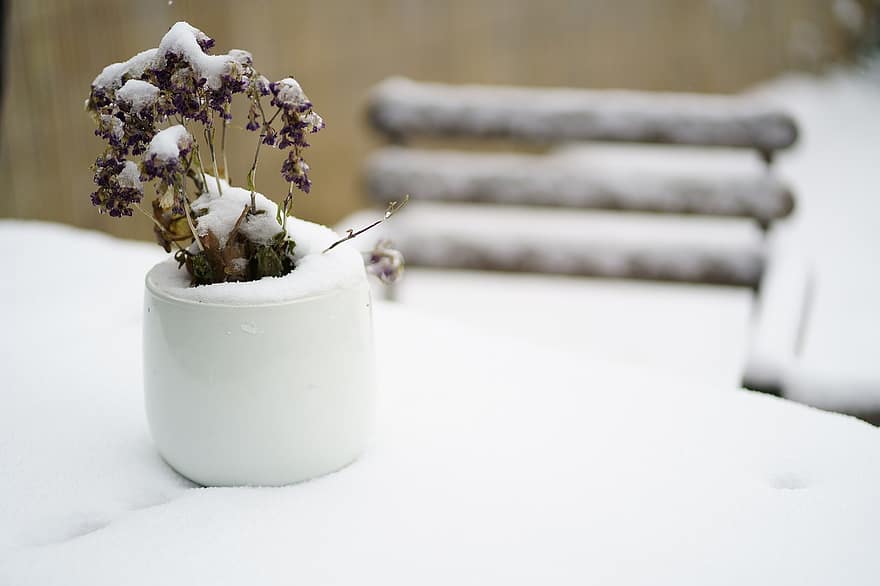blomster, bord, snø, kald, snøfall, snøflak, frost, frossen, natur