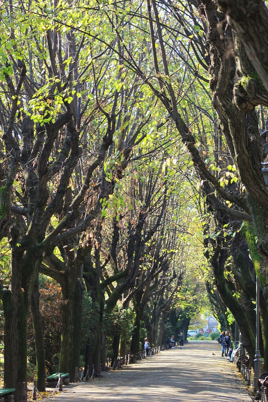 나무, 방법, 자연, 도로