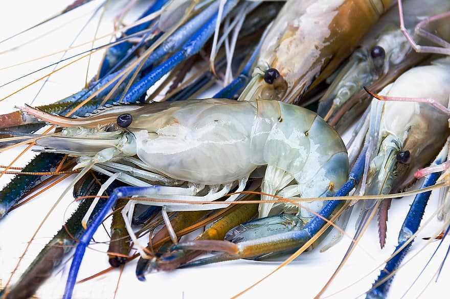 udang, lobster, ikan, hewan, makanan, segar, makan, alam, makanan laut