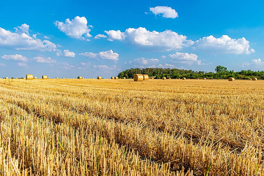 šiaudų rulonai, lauke, kukurūzų laukas, vasara, mažas kampas, nuimamas, pobūdį, kraštovaizdį, panorama, debesys, mėlynas dangus