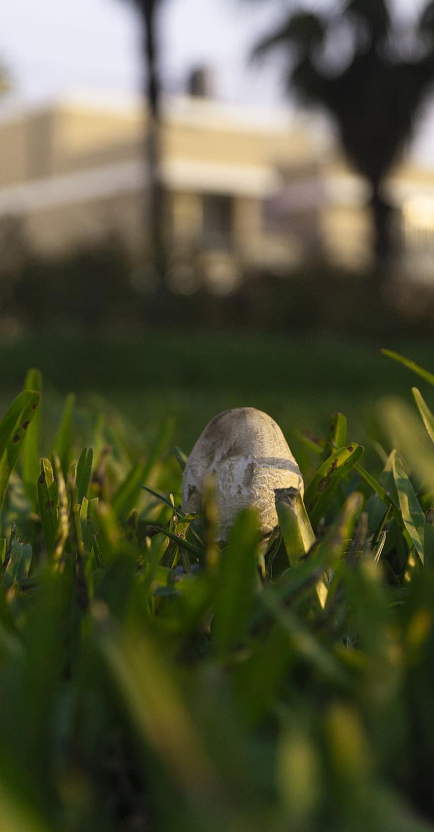 гриб, грибок, трава
