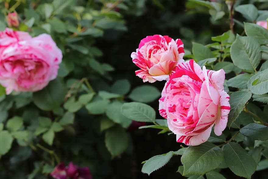 Роза, цветы, весна, завод, розовая роза, розовые цветы, цветение, весенние цветы, сад, природа, лепесток