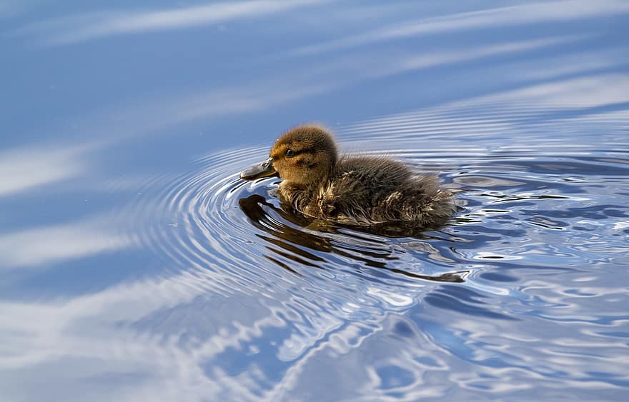 Duckling, Lake, Duck, Bird, Animal, Nature, Finland, Kokemaki, beak, feather, blue
