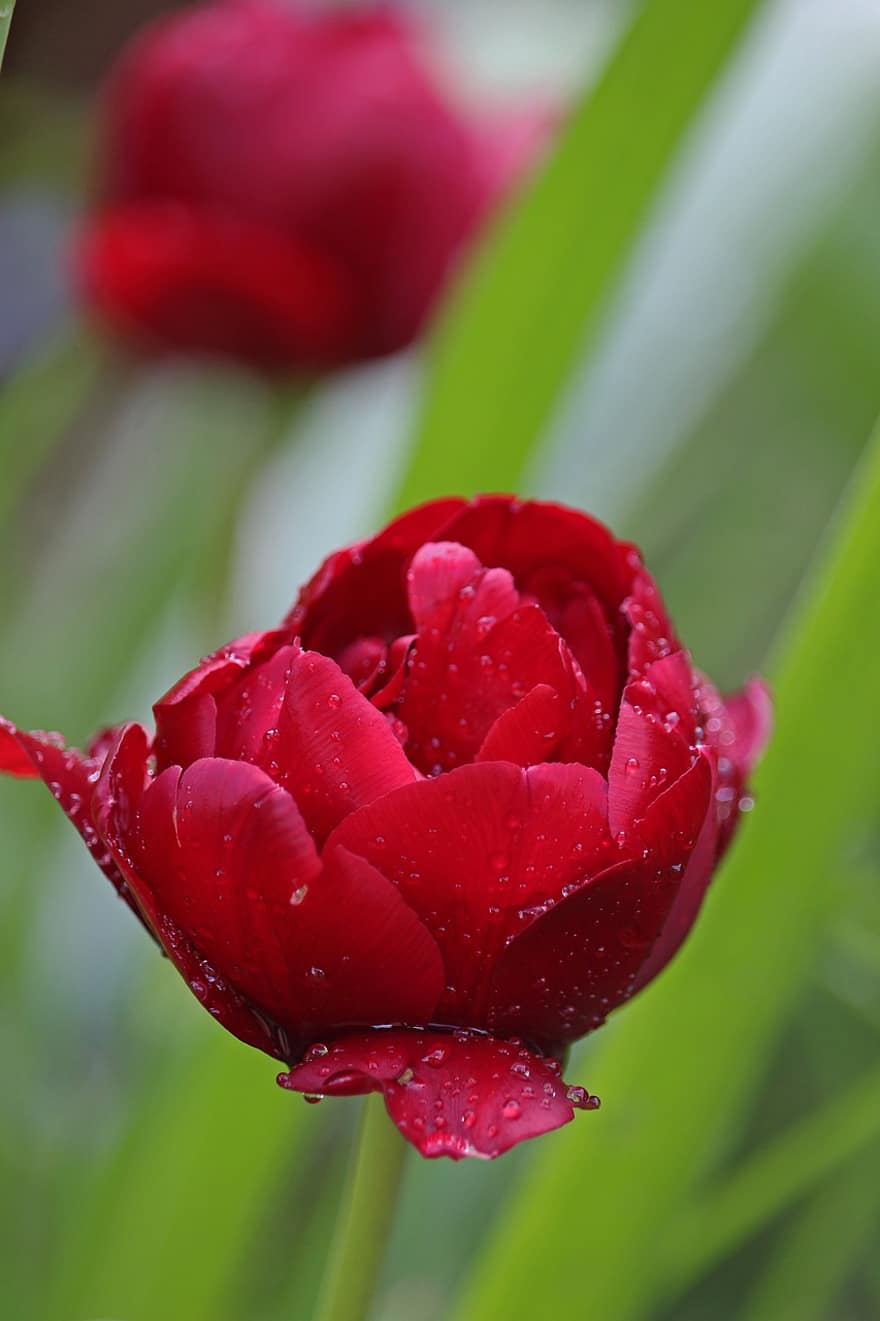 tulipani, fiori, petali, goccia di rugiada, pianta, tulipani da giardino, fiorire, fioritura, fiori di primavera, primavera, flora