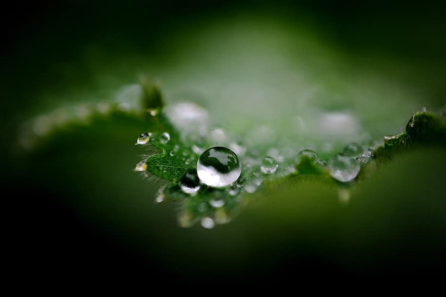 gotejamento, chuva, gota de água, molhado, verde, natureza, gotículas, agua, bokeh, plantar, frauenmantel