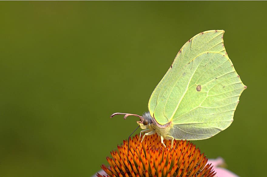 Brimstone Butterfly, Butterfly, Flower, Insect, Gonepteryx Rhamni, Wings, Coneflower, Plant, Nature, Summer