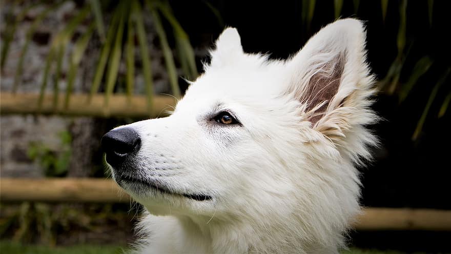 कुत्ता, पालतू पशु, जानवर, सफेद चरवाहा, सिर, थूथना, घरेलू कुत्ता, कुत्ते का, सस्तन प्राणी, पोस्तीन का, प्यारा
