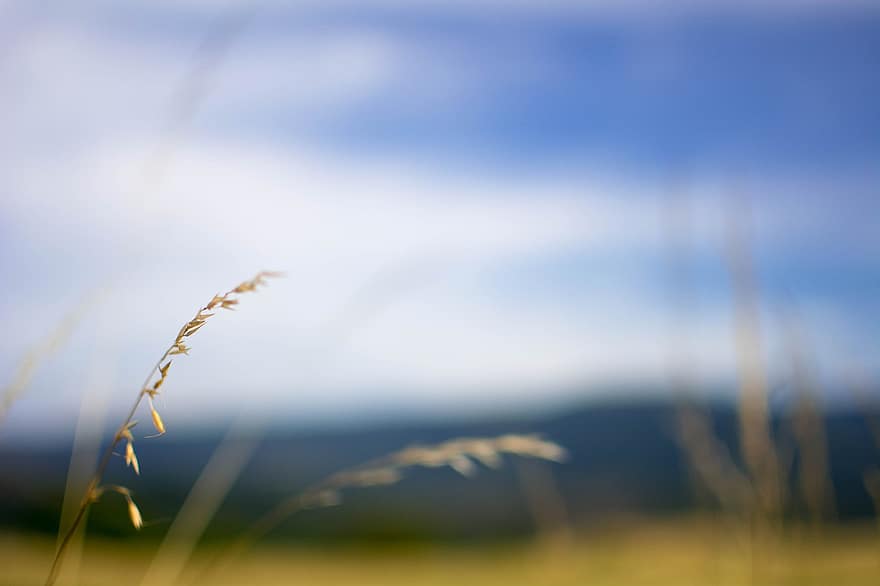 пшеница, трава, природа, пейзаж, фоны, летом, синий, завод, луг, время года, сосредоточиться на переднем плане