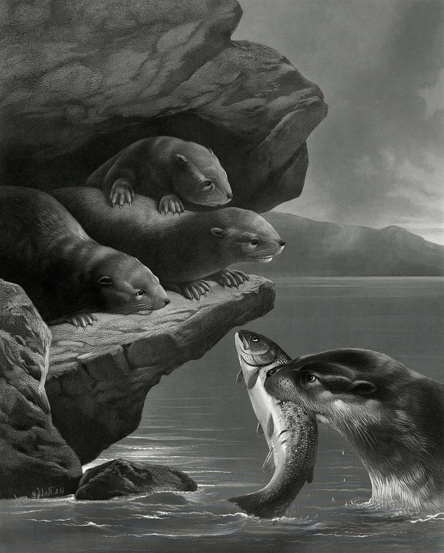 Otter, Otters, Young, Babies, Fish, Mouth, Holding, Sea, Ocean, Vintage, Art