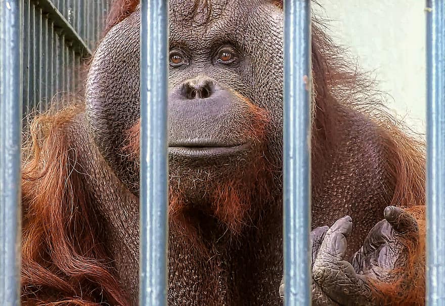 orangutan, mono, primate, jaula, piel, animal