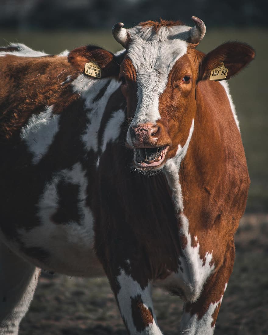 Cow, Bull, Cattle, Farm, Agriculture, Ruminant, Beef, Livestock, Horns, Animal, Pasture