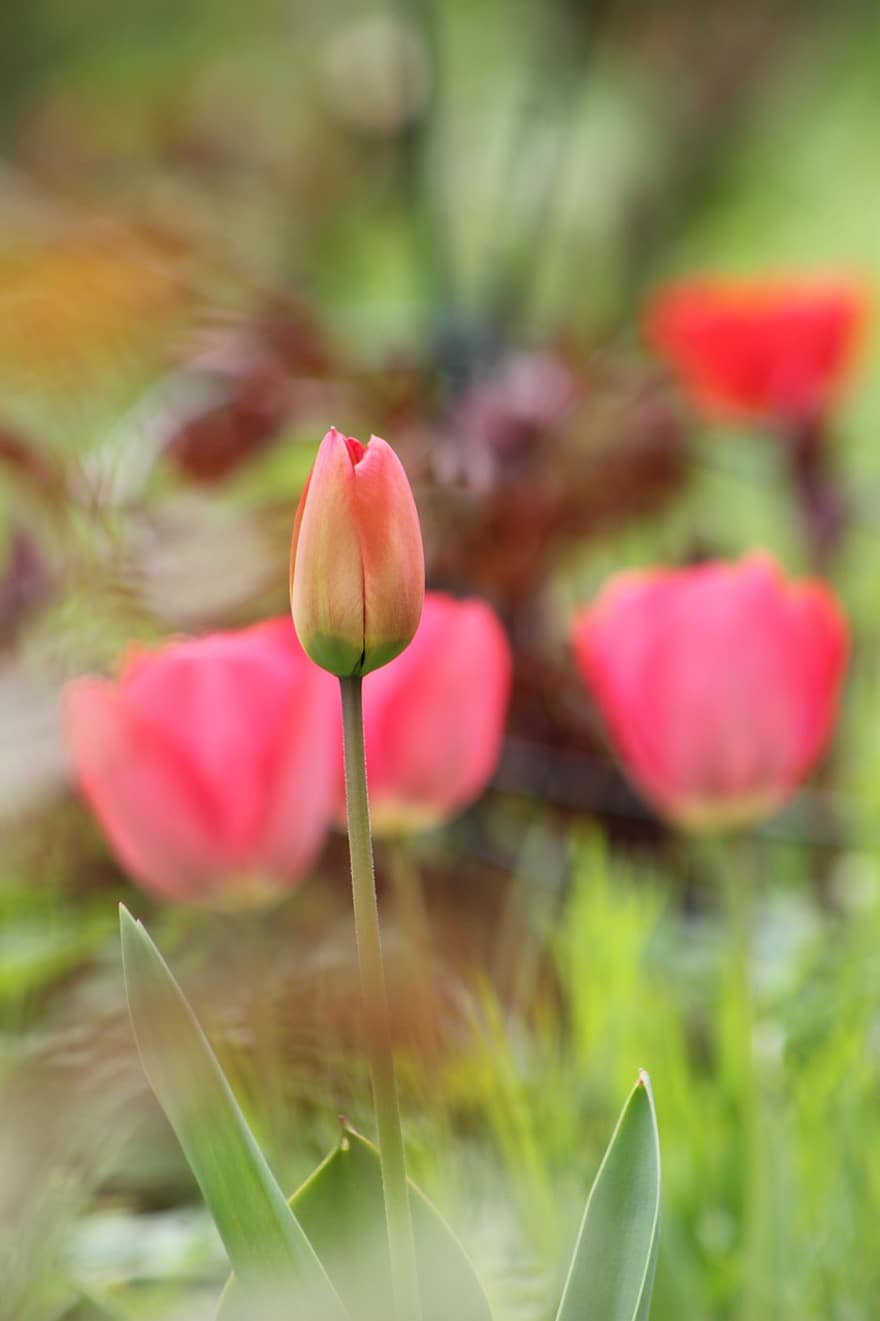 tulipas, flores, botões de flores, jardim, Primavera, plantar, flor, verão, cabeça de flor, cor verde, pétala