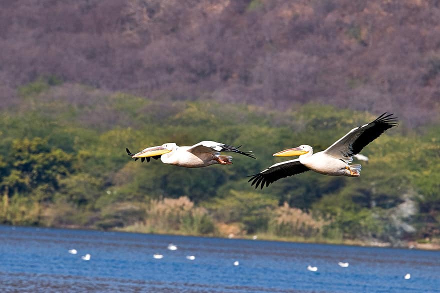 pelikany, ptaki, Zwierząt, latający, lot, ptaki wodne, dzikiej przyrody, upierzenie, dziób, Natura, zwierzęta na wolności