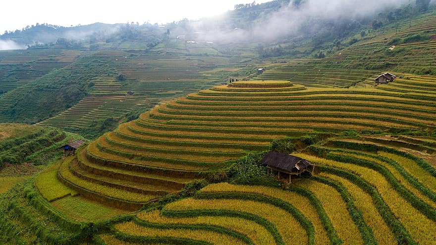 terraços, Fazenda, panorama, arroz, arrozal, agricultura, campo, plantação, rural, terra, montanhas