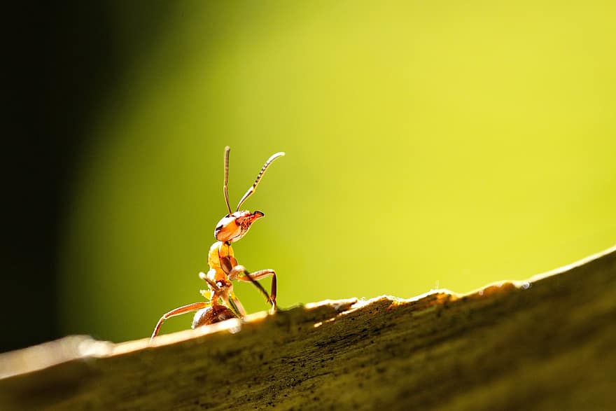 муравей из красного дерева, насекомое, муравей, макрос, фауна, природа, лес, поиск добычи