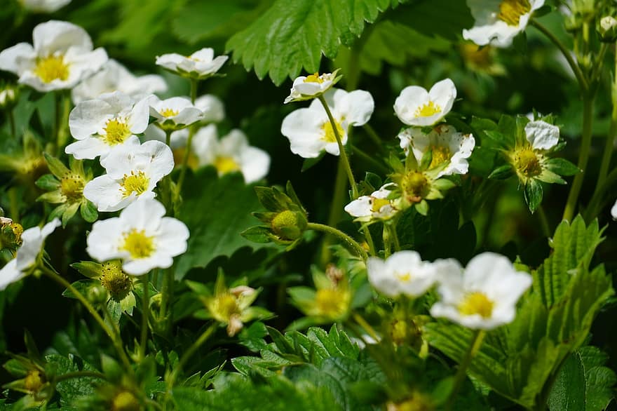 Strawberry Flowers, White Flowers, Small Flowers, Bloom, Blossom, Flora, Nature, Agriculture, Plants