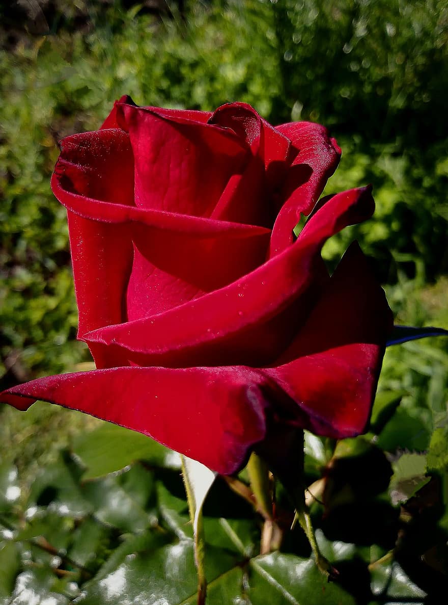 Rosa, flor, planta, Rosa roja, flor roja, pétalos, floración, jardín, naturaleza