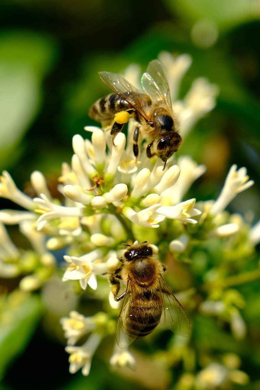 mehiläiset, ötökät, pölyttää, pölytys, kukat, siivekäs hyönteiset, siivet, luonto, Hymenoptera, hyönteistiede