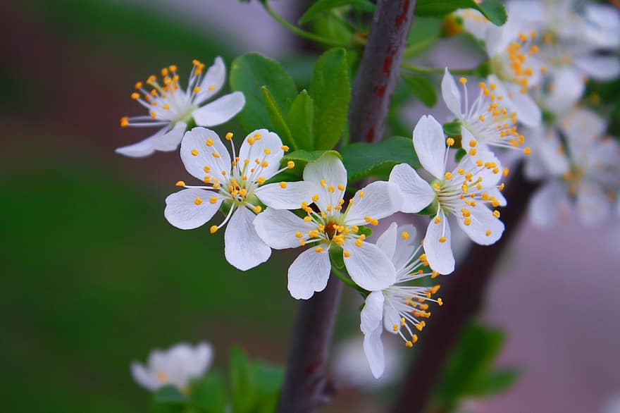 flores de cerejeira, flores de ameixa, flores brancas, Primavera, flores, fechar-se, flor, plantar, primavera, verão, pétala