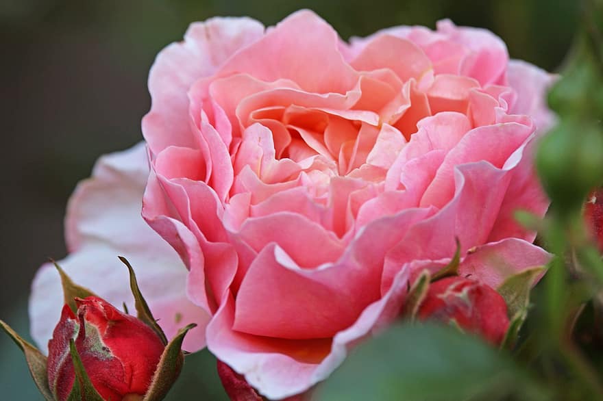 reste sig, rosa, blomma, rosa ros, rosa blomma, kronblad, rosa kronblad, Rosblad, flora, blomsterodling, hortikultur