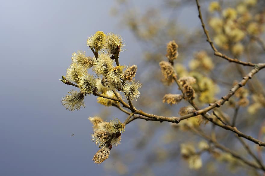 Pussy Willow, Catkins, Branch, Flowers, Willow Catkins, Twig, Buds, Willow, Spring, Signs Of Spring, Bloom