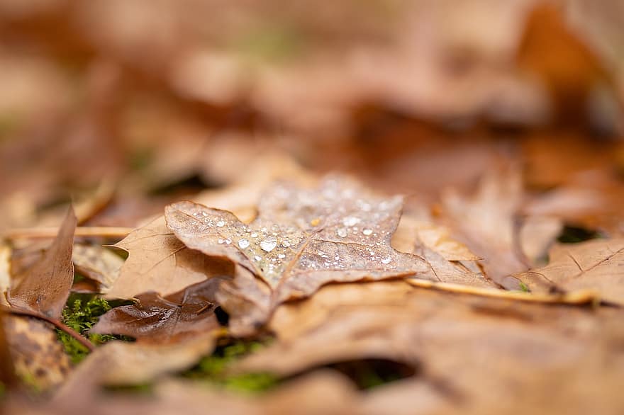 rudenī, lapas, zaļumi, rudens lapas, sausas lapas, rudens zaļumi, rudens sezona, kritums zaļumiem, kritums lapas