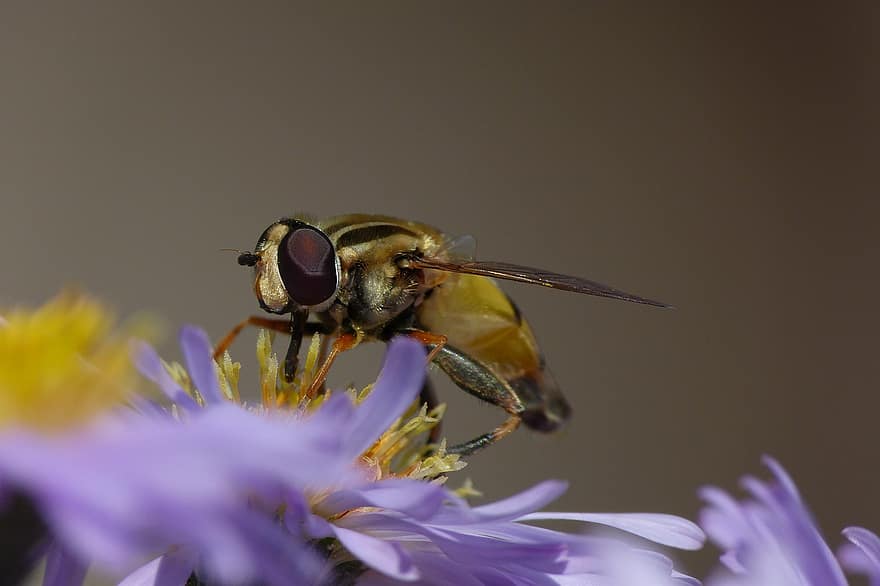 včela, opylování, květ, podzim, Příroda, hmyz, entomologie, detail, makro, žlutá, letní