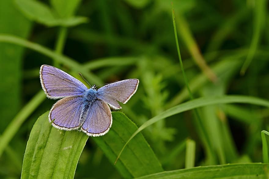 motýl, společný modrý motýl, tráva, louka, letní, Příroda, hmyz, detail, makro, vícebarevné, zelená barva