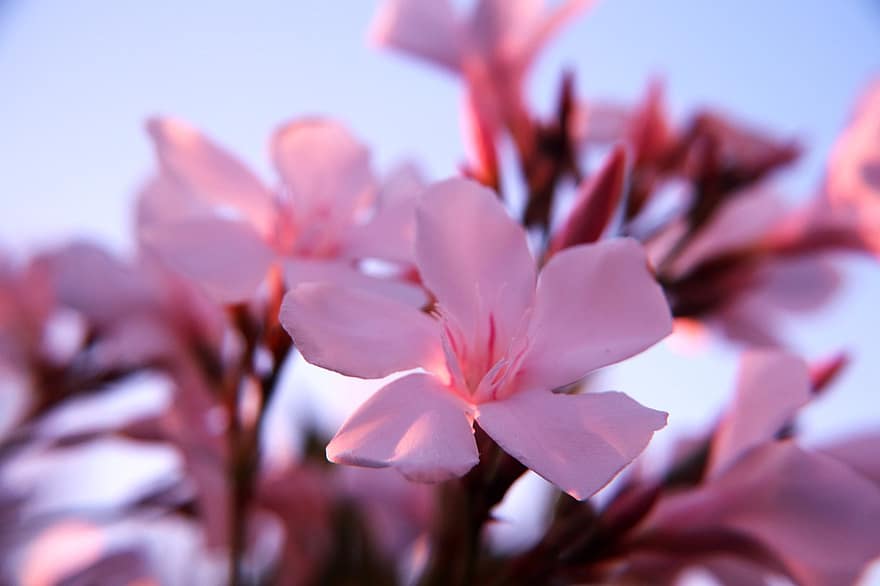 oleandru, roz, oleander roz, Planta Oleander, oleander floare, a inflori, inflori, înflorit, Tipuri de oleandru, Culori Oleander, Grădina Oleander