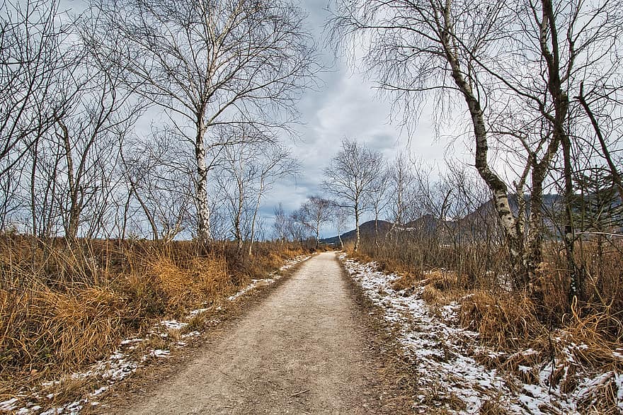 Road, Trees, Snow, Trail, Path, Country Road, Winter, Kahl, Cold, Frost, Mood