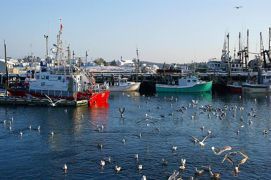 barcos, vela, viagem, Porto de Sambro, gaivotas, embarcação náutica, agua, doca comercial, transporte, pescaria, navio industrial