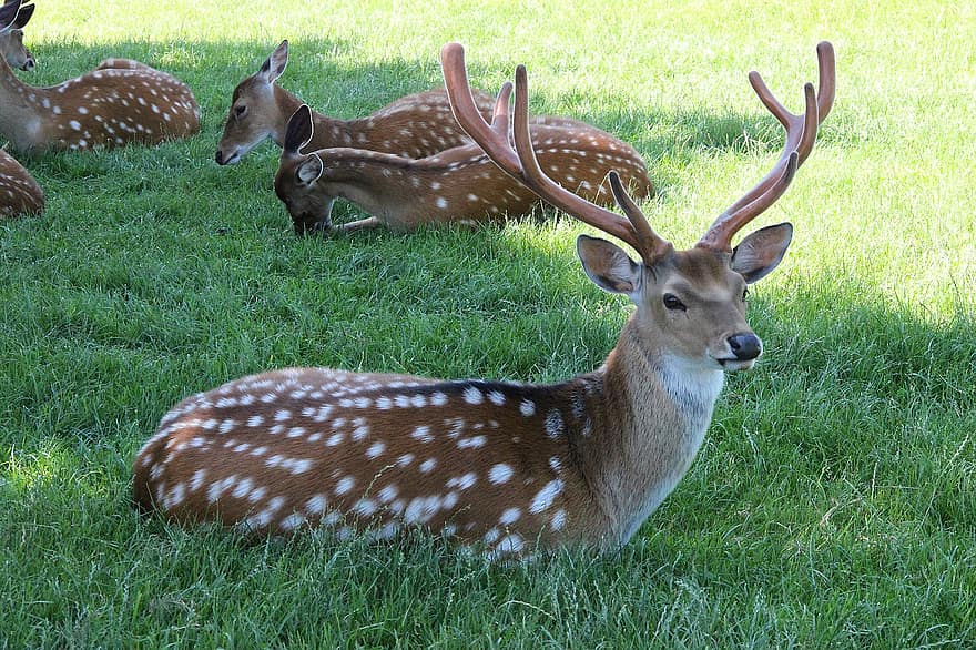 Antler, Deer, Hirsch, Flock, Shadow, Fallow Deer, Mammal, Animal, Nature, Meadow, Landscape